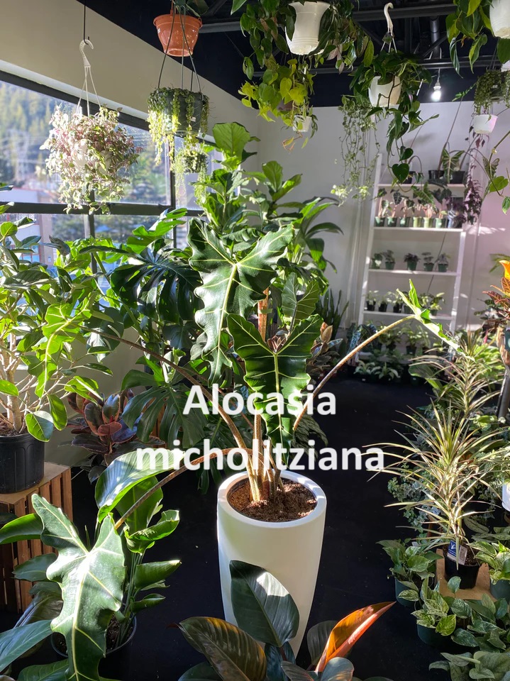 Plant 2