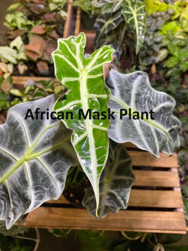 Plant 3